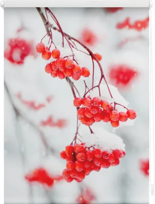Produktbild von Lichtblick Rollo Klemmfix, ohne Bohren, blickdicht, Vogelbeeren - Rot Weiß 100 x 150 cm (B x L)