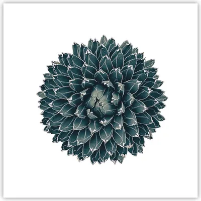 Produktbild von Poster - Poster ohne Rahmen - Agave Königin Victoria - 40x40 cm - Wand Bild - Wanddeko - Wandbilder - Kunstposter - Wandposter - Bilder - Kunstdruck - Wanddekoration - Wandbild - P2XAC40x40-4129