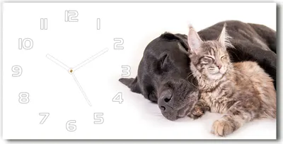 Produktbild von Wanduhr aus Glas – 60x30 cm - Glasbild - Glasuhr - Gehärtetes Glas - weisse-zeiger - Hund mit einer Katze