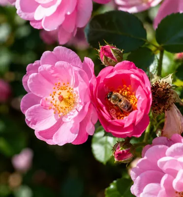 Produktbild von SaatPilot Rosa rubiginosa 250 Samen Weinrose