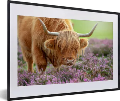 Produktbild von MuchoWow® MuchoWow® Gerahmtes Poster Schottisches Hochlandrind - Lila - Blumen 60x40 cm - Poster mit zchwarzem Bilderrahmen - Schlafzimmer - Plakat in Rahmen - Drucken
