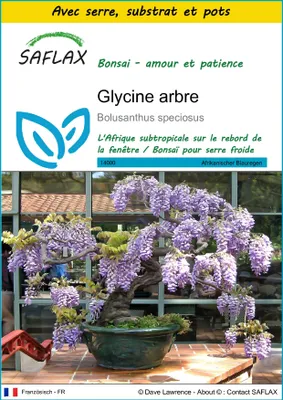 Image de SAFLAX Ensemble de culture - Glycine arbre - 15 graines - Bolusanthus