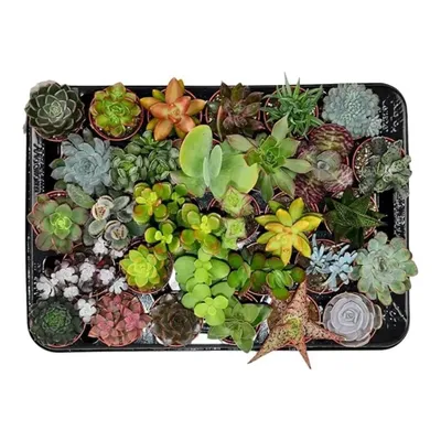 Image de Mélange de succulentes - ↕ 5-10 cm - ⌀ 5,5 cm - lot de 30 plantes - cactus et plantes grasses