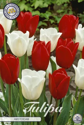 Artikelbild 2 von 'Tulpe Amsterdam (10 Stück)' aus der Kategorie Tulpenzwiebeln