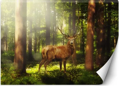 Produktbild von Vlies fototapete Hirsche im Wald 200x140 cm Feeby Grün inkl. Kleber einfache Montage