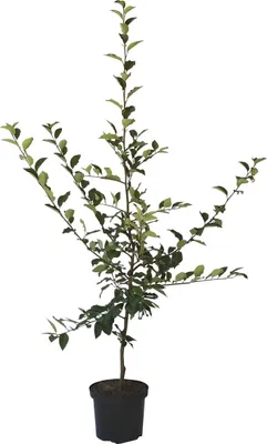 Produktbild von Quittenbaum Konstantinopler Apfelquitte Buschbaum 110-140cm 9,5 L Topf Quitte A