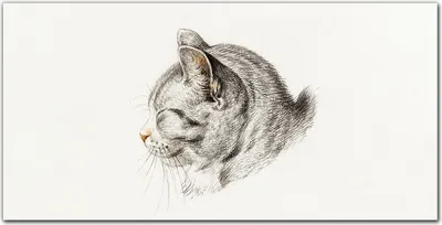 Produktbild von Coloray Bild aus Leinwand 140x70 Leinwand Dekoration - Haustier Katze