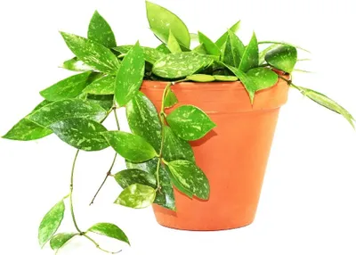 Obrázok produktu pre Gardners Hoya carnosa Gracilis, priemer 12 cm