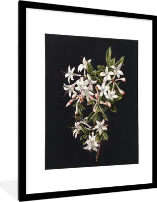 Produktbild von MuchoWow® MuchoWow® Gerahmtes Poster Lilie - Stilleben - Weiß 60x80 cm - Poster mit zchwarzem Bilderrahmen - Wohnzimmer - Dekorationen - Prämie