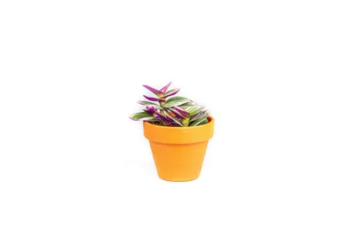 Obrázok produktu pre Gardners Tradescantia albiflora NANOUK, priemer 6-7,5 cm