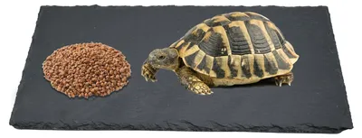 Image de Solidchoice - Plaque de schiste naturelle pour reptiles, 30 x 15 cm