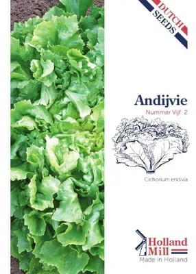 Zdjęcie produktu dla Holland Mill, Sommerendivien, Bubikopf - 1 opakowanie nasion