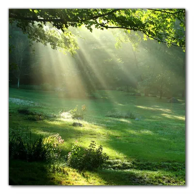 Produktbild von Wallario selbstklebende Möbelfolie/ Tischdecke für Innen und Außen, Größe: 80 x 80 cm - Sonnenstrahlen im Wald