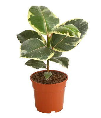 Produktbild von Dehner Gummibaum, Ficus elastica Tineke, luftreinigende Zimmerpflanze, 50-60 cm inkl. Pflanztopf, Ø Topf 17 cm