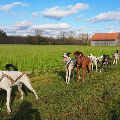Produktbild von mydays Schlittenhundefahrt Schwabmünchen; Erlebnis verschenken oder selbst erleben; Gutschein für 2 Person(en)