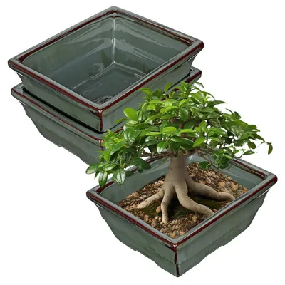 Image de Ensemble de 2 pots en céramique pour bonsaï, couleur bleue, diamètre de 25,5 cm