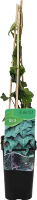 Produktbild von Bloomique - Hedera Hibernica - Großblättriger Efeu - Immergrün - Kletterpflanzen - Gartenpflanzen - Winterhart - Topf 15 cm - 70-80 cm hoch