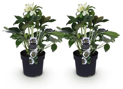 Produktbild von GreenboutiQ - Gartenpflanze - Lenzrose - Helleborus orientalis Double Ellen White - Weiße Blüte - 2 Pflanzen - Immergrün - Topf 14cm Höhe 35cm