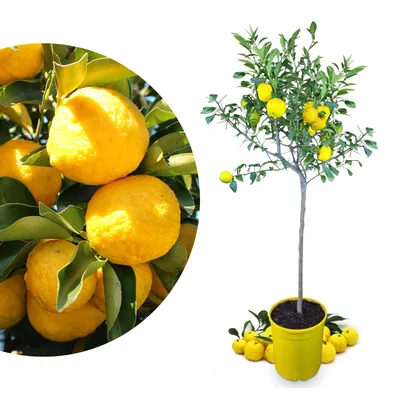 Produktbild von Meine Orangerie Yuzu Baum- Citrus Junos - 110-130cm - Frosthart - echte veredelte Yuzu Zitrone - Fruchtreife Zitruspflanze in Gärtnerqualität