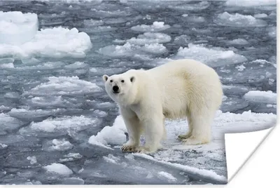 Produktbild von MuchoWow® Poster Eisbär - Wasser - Tiere 30x20 cm - Plakate - Print