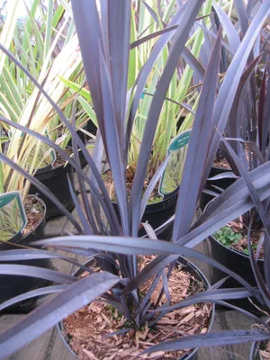Produktbild von Phormium Black Velvet - Neuseelandflachs Black Velvet - 40-60cm