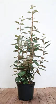 Produktbild von Elaeagnus ebbingei, immergrün, silbrig, 60–80 cm
