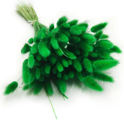 Produktbild von Getrocknete Hasenschwanzgras - (Lagurus) - Grün