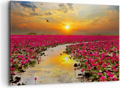 Produktbild von Bild auf Leinwand - Leinwandbild - See Blumen - 100x70cm - Wand Bild - Wanddeko - Wandbilder - Leinwanddruck - Bilder - Kunstdruck - Wanddekoration - Leinwand bilder - Wandkunst - AA100x70-3769