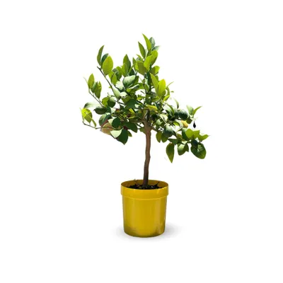 Image de Citronnier meyer - citrus meyer - agrume méditerranéen - arbre fruitier - ↕ 75-85 cm - ⌀ 22 cm
