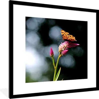 Produktbild von MuchoWow® Gerahmtes Poster Schmetterling - Blumen - Insekten 40x40 cm - Poster mit Schwarzem Bilderrahmen Wandposter Rahmen Foto Bilder - Poster - Plakat im Rahmen