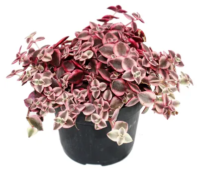 Produktbild von Crassula marginalis - 12cm Topf