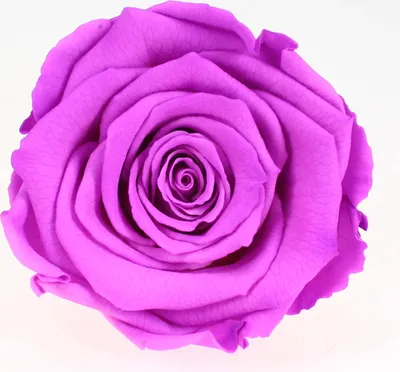 Produktbild von Infinity Rose L Ø5cm konserviert stabilisiert haltbar Rosenkopf ewige Rosenblüte 1 St. Pink-Weiß (bic05)