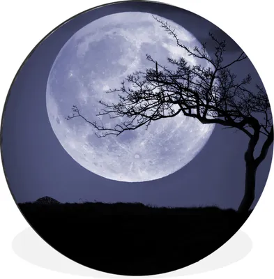 Produktbild von MuchoWow® Aluminium Wandkreis Mond - Baum - Schwarz Ø 30 cm Wanddeko Modern Wohnzimmer - Wand Bild - Wohnzimmer - Runde Bilder - Alubilder - Kunst für zu Hause - Aluminium - Wanddekoration