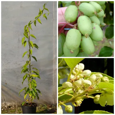 Produktbild von Bayernkiwi weibliche Kiwipflanze Kiwi Actinidia arguta glattschalig 3 Liter Topf ca. 60-100 cm