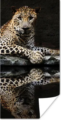 Produktbild von MuchoWow® Poster Leopard - Wasser - Wald 75x150 cm - Dekoration für die Wände