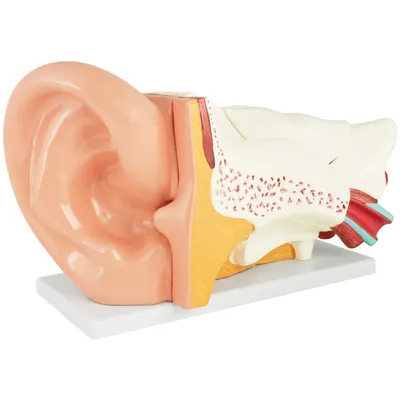 Produktbild von Anatomie Modell Ohr des Menschen menschlicher Körper Anatomisches Menschliches Ohrmodell menschliche Außen Mittel und Innenohr Modelle 6 Teile Lehrmodell MedMod