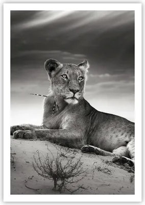 Produktbild von Poster - Poster ohne Rahmen - Tierwelt weiblich katze Tier - 70x100 cm - Wand Bild - Wanddeko - Wandbilder - Kunstposter - Wandposter - Bilder - Kunstdruck - Wandbild - P2XPA70x100-3165