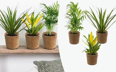 Produktbild von 3x Tropische Zimmerpflanzenmischung Inkl. Seagrass Basket Lux – ⌀12 cm - ↕ 25-40 cm