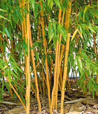 Produktbild von BALDUR Garten 2er Bambus-Raritäten Kollektion, Pflanzen im Topf, je 1x Bambus Chinese Wonder Fargesia jiuzhaigou No.1 & Goldener Peking Phyllostachys aureosulcata aureocaulis, winterhart
