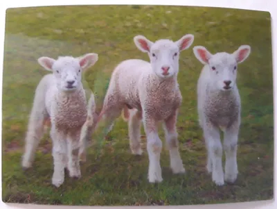 Produktbild von 3 D Ansichtskarte Lämmer, Schafe, Postkarte Wackelkarte Hologrammkarte, Tiere