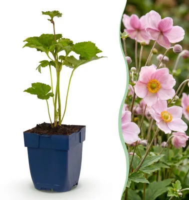 Image de Anémone hybr. « Kön. Charlotte » - Anémone d'automne - Ombre - Rose - 3 plants - 15-25cm - Ø11cm - Plante de jardin