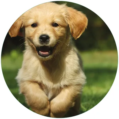 Produktbild von Wallario Premium Glasbild, freischwebende Optik, kräftige Farben, rund 50cm Durchmesser, Motiv Süßer Hund - Golden Retriever