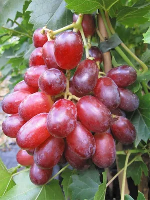 Produktbild von Vitis labrusca Suffolk Red - Rosé-Weinrebe - kernlos