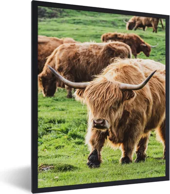 Produktbild von MuchoWow® Gerahmtes Poster Schottischer Hochländer - Kühe - Gras 60x80 cm - Poster mit Schwarzem Bilderrahmen Wandposter Rahmen Foto Bilder - Premium - Wanddeko Wohnzimmer
