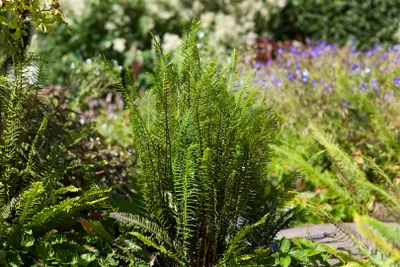 Produktbild von Blechnum spicant, Rippenfarn, ca. 9x9 cm Topf