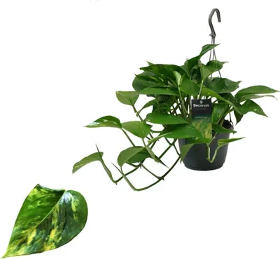 Zdjęcie produktu dla Epipremnum Aureum - Bluszcz wiszący kosz 40-44 cm długości wąs pnący Łatwa w pielęgnacji roślina wisząca Roślina domowa