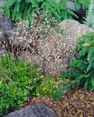 Produktbild von Saxifraga x urbium 'Variegata', Steinbrech, buntlaubig, ca. 9x9 cm Topf