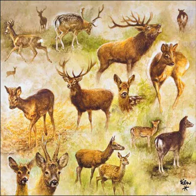 Produktbild von Servietten Papier 33x33cm 3-lag. mit Waldtiere Motiv 20 Stück