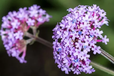 Produktbild von Moosverbene Pflanzensamen, Bodendecker, niedrigwachsend, bis 25 cm, rosa-violett, für Balkonkasten