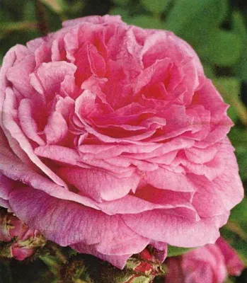 Produktbild von Moosrose Muscosa - Rosa centifolia - Wildrose - Duft +++ - Historische Rose